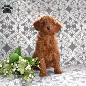 Pepperoni, Mini Goldendoodle Puppy