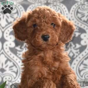 Pepperoni, Mini Goldendoodle Puppy