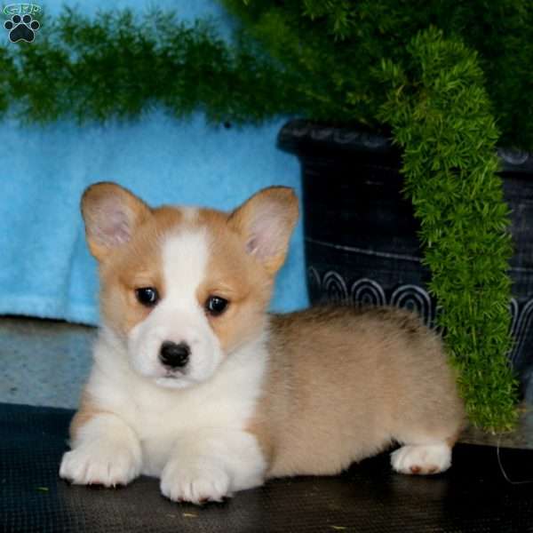 Pepsi, Pembroke Welsh Corgi Puppy