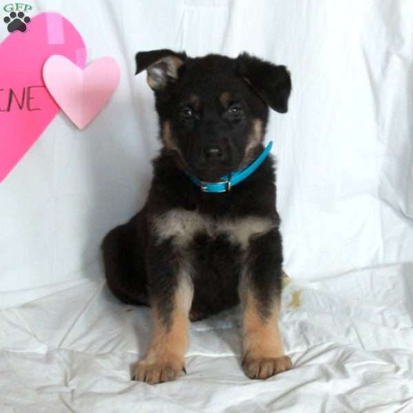 Percy, German Shepherd Puppy