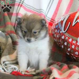 Percy, Pomeranian Puppy