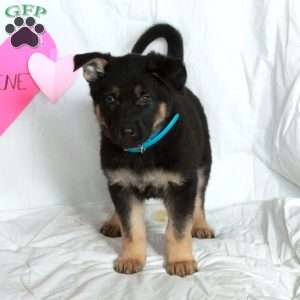 Percy, German Shepherd Puppy