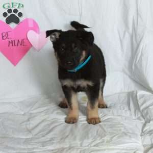 Percy, German Shepherd Puppy