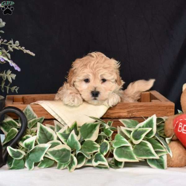 Pesto, Maltipoo Puppy