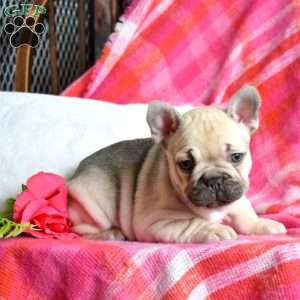 Petals, French Bulldog Puppy