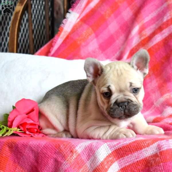 Petals, French Bulldog Puppy