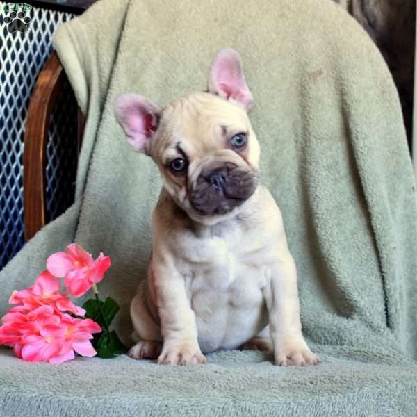 Petals, French Bulldog Puppy