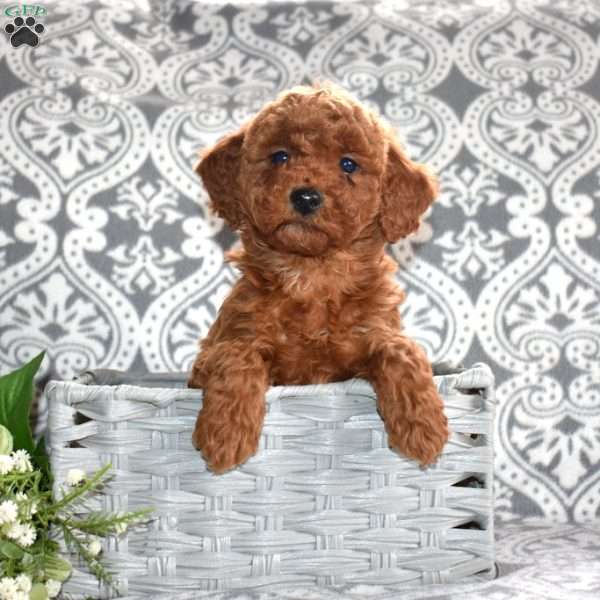 Petals, Mini Goldendoodle Puppy