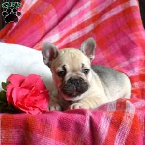 Petals, French Bulldog Puppy