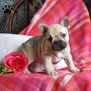 Petals, French Bulldog Puppy
