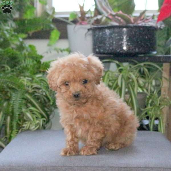 Pete, Miniature Poodle Puppy