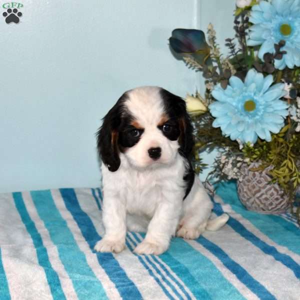 Peter, Cavalier King Charles Spaniel Puppy