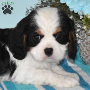 Peter, Cavalier King Charles Spaniel Puppy