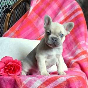 Petunia, French Bulldog Puppy