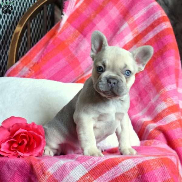 Petunia, French Bulldog Puppy