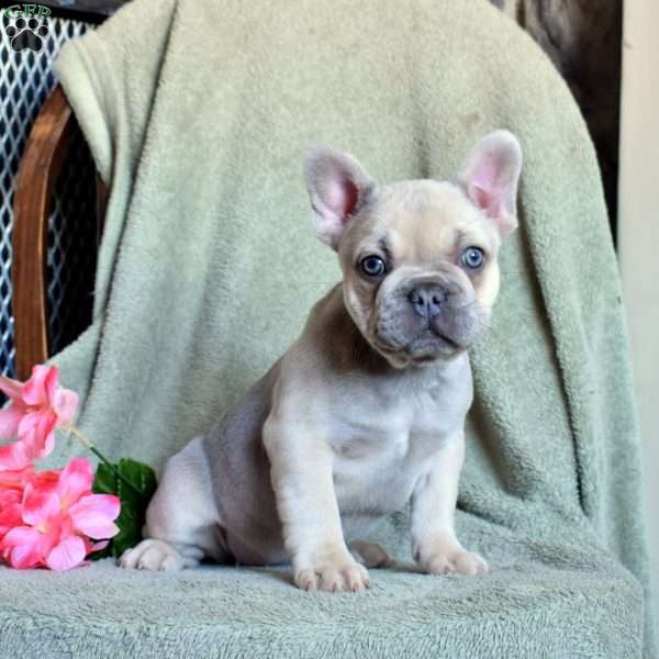 Petunia, French Bulldog Puppy
