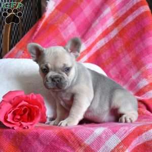 Petunia, French Bulldog Puppy