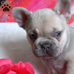 Petunia, French Bulldog Puppy