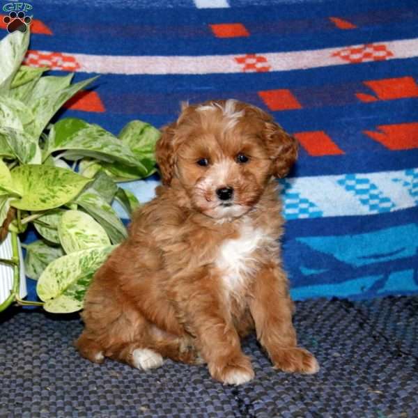 Petunia, Mini Goldendoodle Puppy