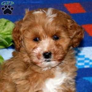 Petunia, Mini Goldendoodle Puppy