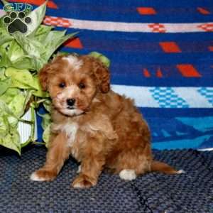 Petunia, Mini Goldendoodle Puppy