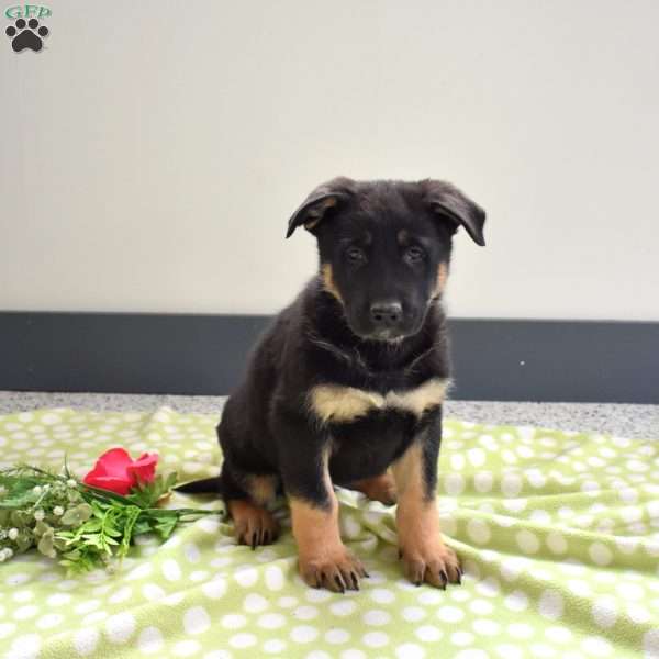 Phantom, German Shepherd Puppy