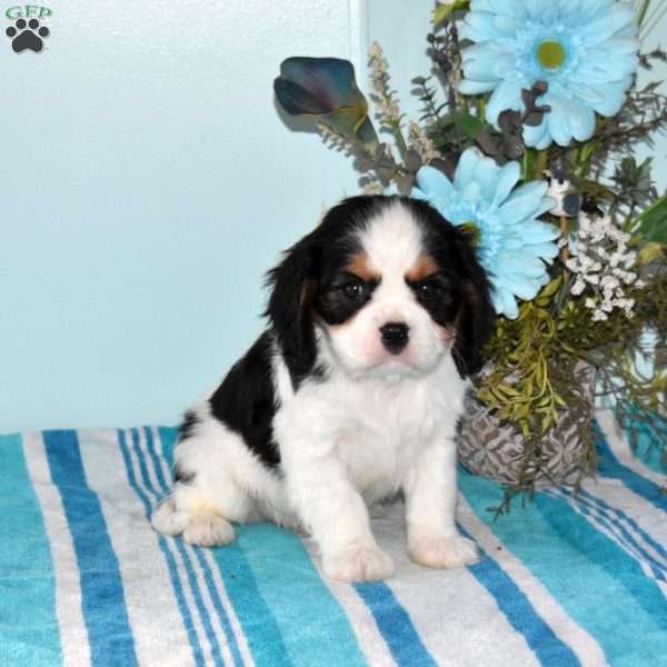 Philip, Cavalier King Charles Spaniel Puppy