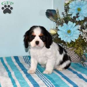 Philip, Cavalier King Charles Spaniel Puppy