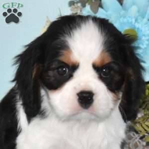 Philip, Cavalier King Charles Spaniel Puppy