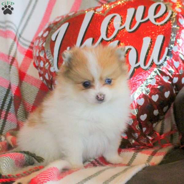 Phineas, Pomeranian Puppy