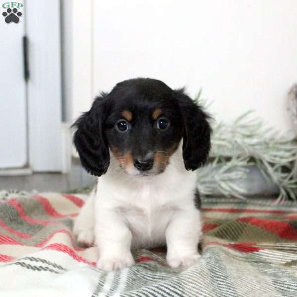 Phineas, Dachshund Puppy