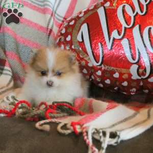Phineas, Pomeranian Puppy