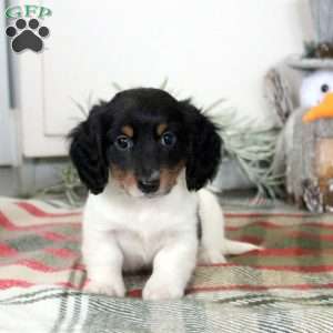 Phineas, Dachshund Puppy