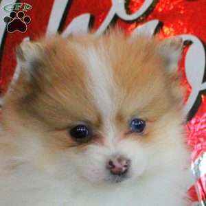 Phineas, Pomeranian Puppy
