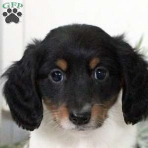 Phineas, Dachshund Puppy