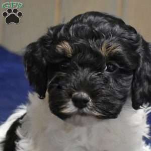 Phoebe, Cockapoo Puppy