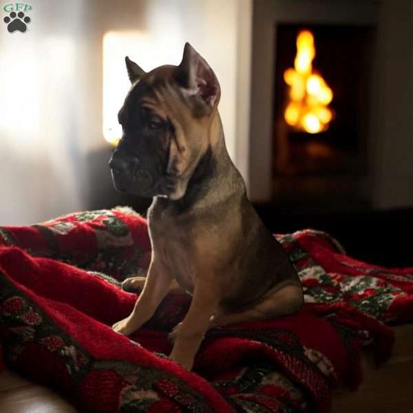 Carbon, Cane Corso Puppy