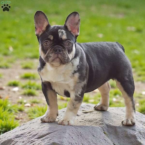 Natalie, French Bulldog Puppy