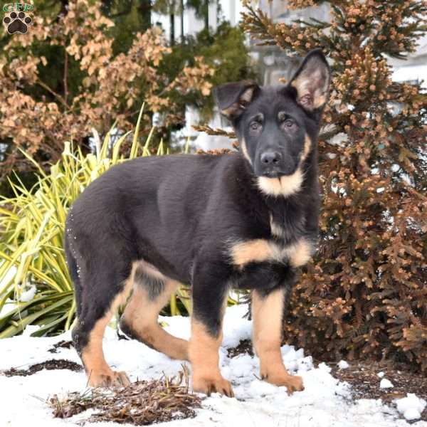 Pia, German Shepherd Puppy