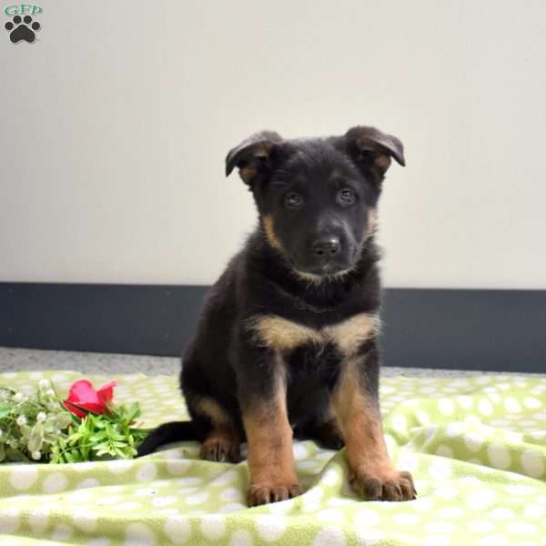 Pia, German Shepherd Puppy