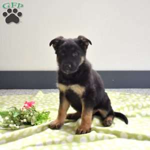 Pia, German Shepherd Puppy