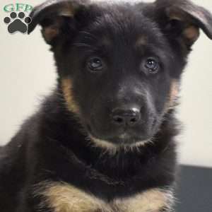 Pia, German Shepherd Puppy