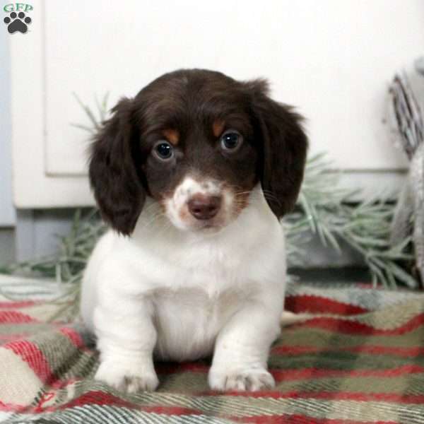 Pierce, Dachshund Puppy