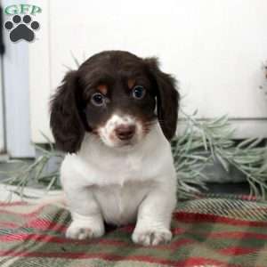 Pierce, Dachshund Puppy