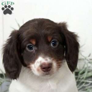 Pierce, Dachshund Puppy