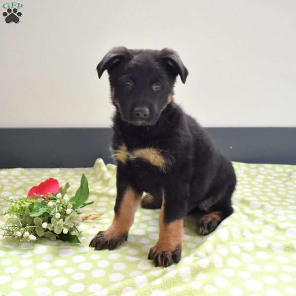 Pilot, German Shepherd Puppy