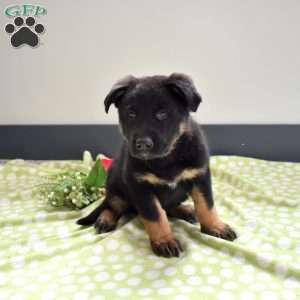 Pilot, German Shepherd Puppy