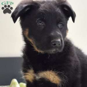 Pilot, German Shepherd Puppy