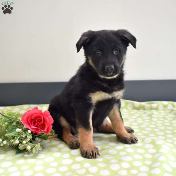 Piper, German Shepherd Puppy