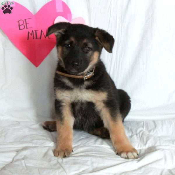 Piper, German Shepherd Puppy